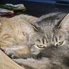 thecatlover3067