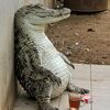 biawak.laki4