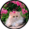 m.tanseer1
