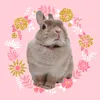 fuku_senior_rabbit_girl