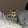 kotennkahihi