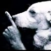 comandante.pantera