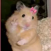 dushling_rawr