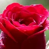 user1546111937528