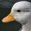 Daily Doses Ducks
