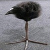 bird.one.leg