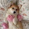 corgi124
