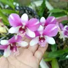 lin.mai453