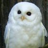 whiteowl28
