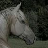 Horsey_edits