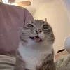 helloqthijh