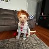 bobbynova5