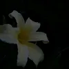 🌺م