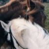 kayan_14403