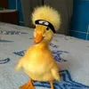 louestu