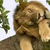 real.amhara.tamgneh