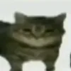 pepimaxx