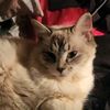 marshmellow.the.cat