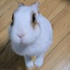 rabbit6321