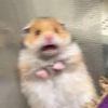 scared_hamster6741