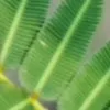 cactus.0949