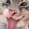 catchandai