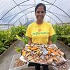 turmeric.tulsi