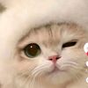 kucingcomel2539