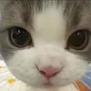 PhongB