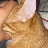 pastcwatte