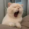 girliumeoo