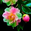 phuongpham94bl
