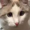 aimyyylailua