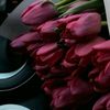 cxarieva_325