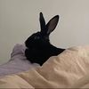 Midnight 🐰
