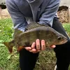 nicowooly1