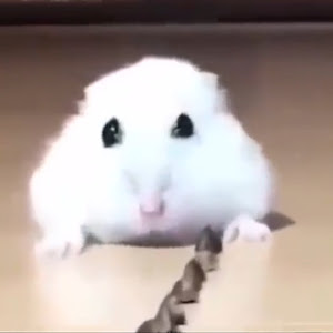 joog.jogs