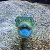 captain_nemo24