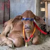 barbarasfleite