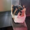 sofi_11251