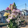 zeeha_25