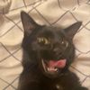 kittengrei