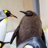 Pestothebabypenguin