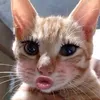 hxinhgai27