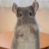 thewanderingchinchilla