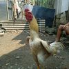 andika_ke2