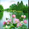 phuochong_11