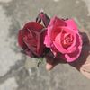 hatayli_126
