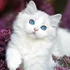 misk_7773