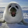 seal_white_original